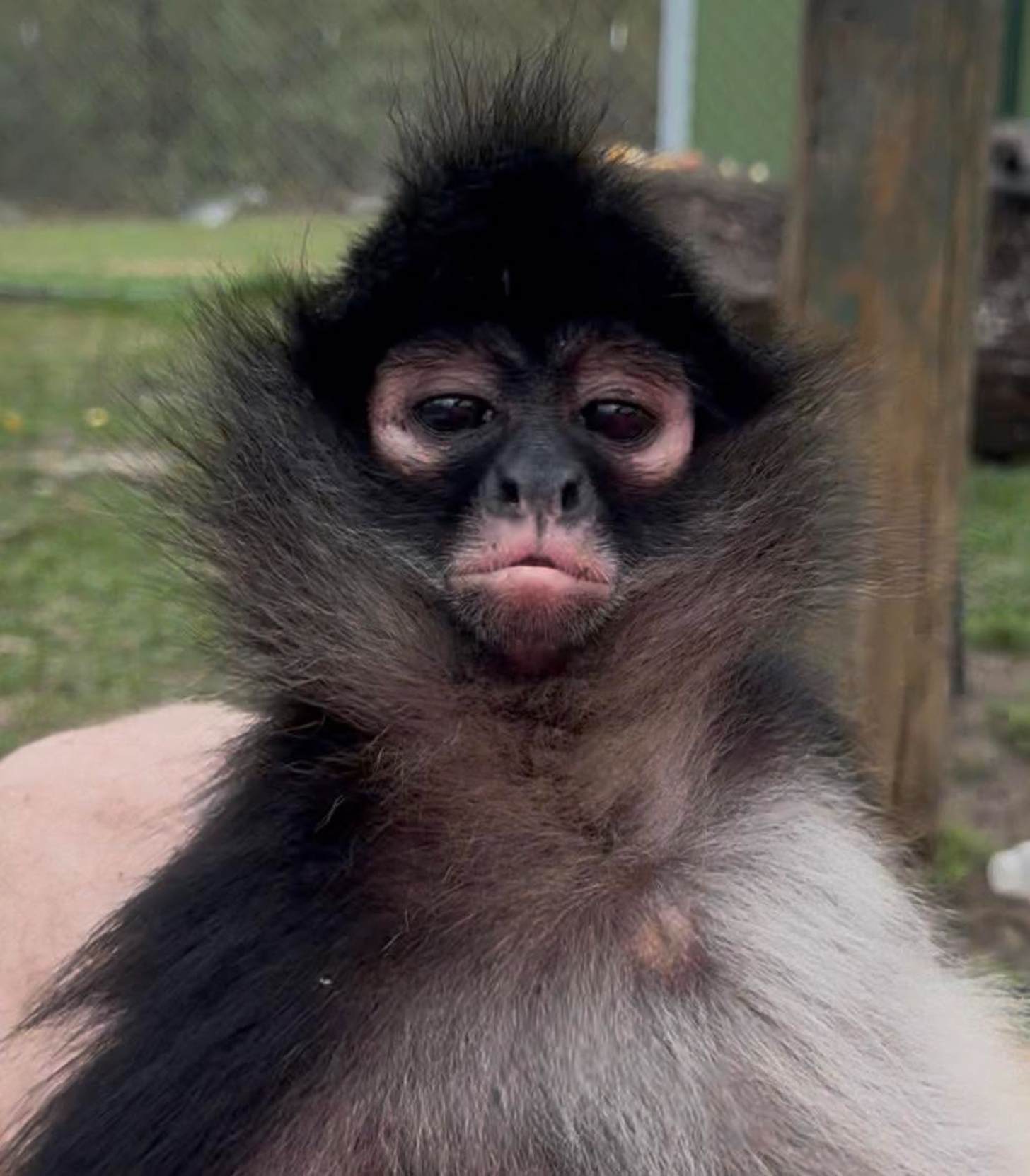 A primate with dark fur, pale facial skin, and distinctive black hair on its head looks directly at the camera while being held. A wooden post and grassy background are visible behind it.