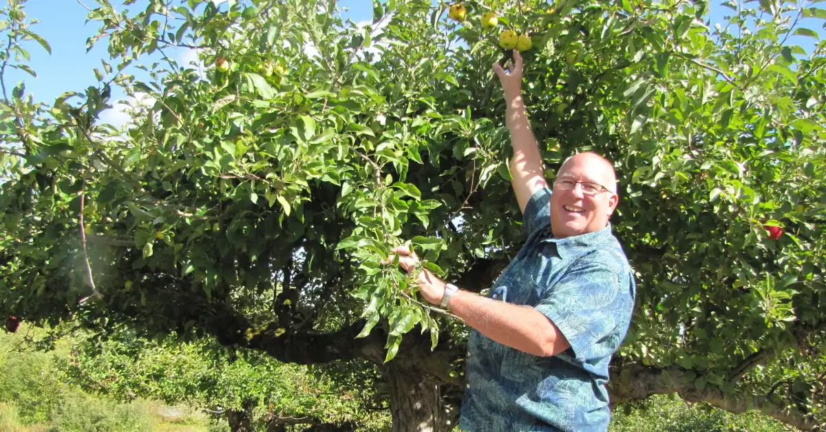 A man in a blue shirt and glasses reaches up to pick fruit from a leafy tree branch, smiling at the camera.