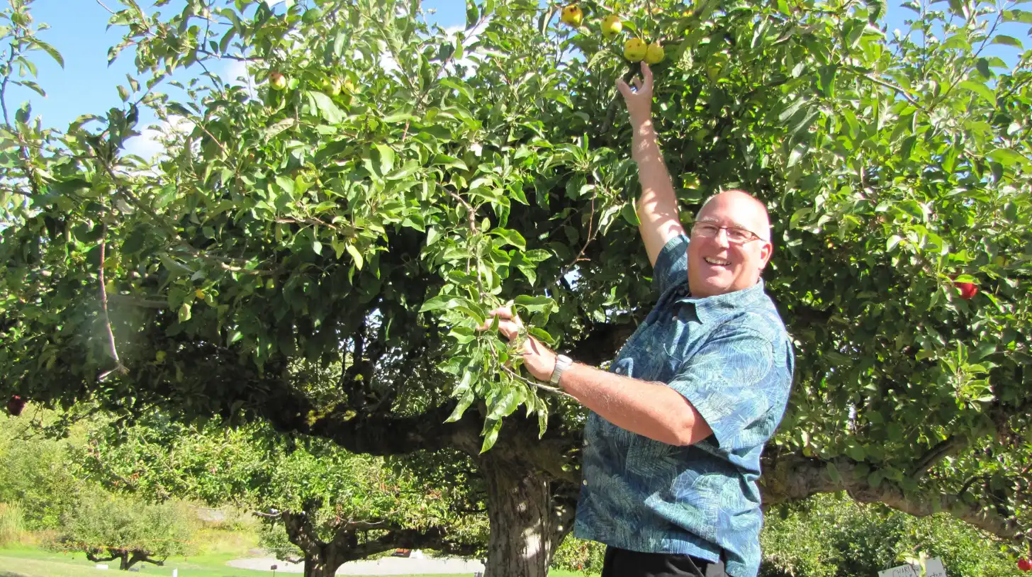 A man in a blue shirt and glasses reaches up to pick fruit from a leafy tree on a sunny day.