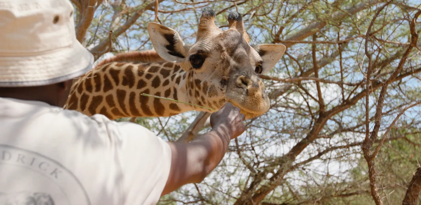 A person in a white hat and light-colored shirt feeds a giraffe from their hand, with bare tree branches visible in the background.