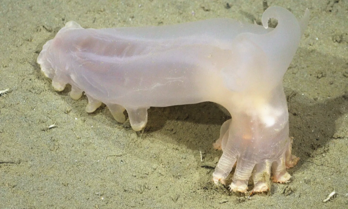 A translucent, pale sea creature with a bulbous body and trailing appendages rests on sandy seafloor.