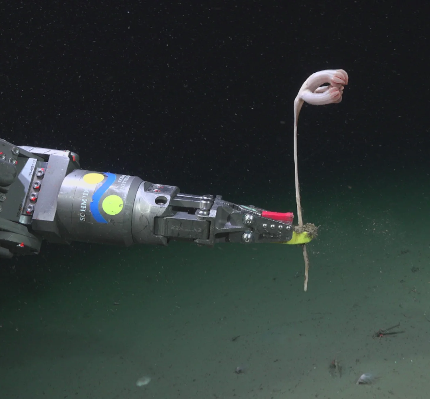 A robotic arm with a cylindrical camera or sensor device extends toward a pale, curved marine organism with a long thin stalk against a dark ocean floor background.
