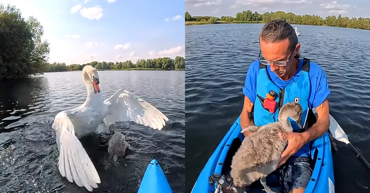 Left: A white swan with wings spread displays in water near a kayak. Right: A man in a blue life jacket holds a young brown waterfowl in a kayak on a lake.