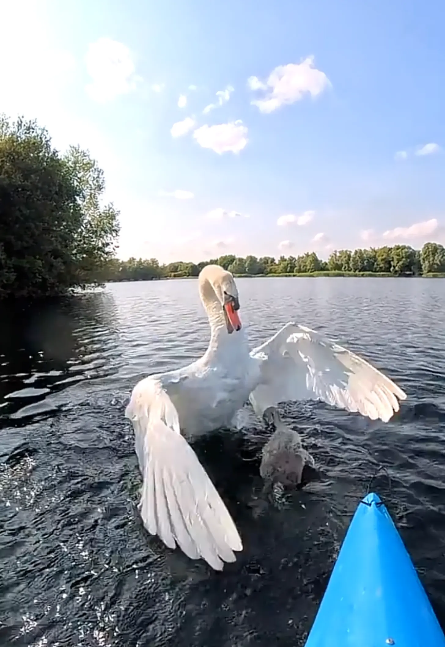 A white swan with wings spread floats on dark water, viewed from a blue kayak or boat in the foreground. Trees line the shoreline under a partly cloudy sky.