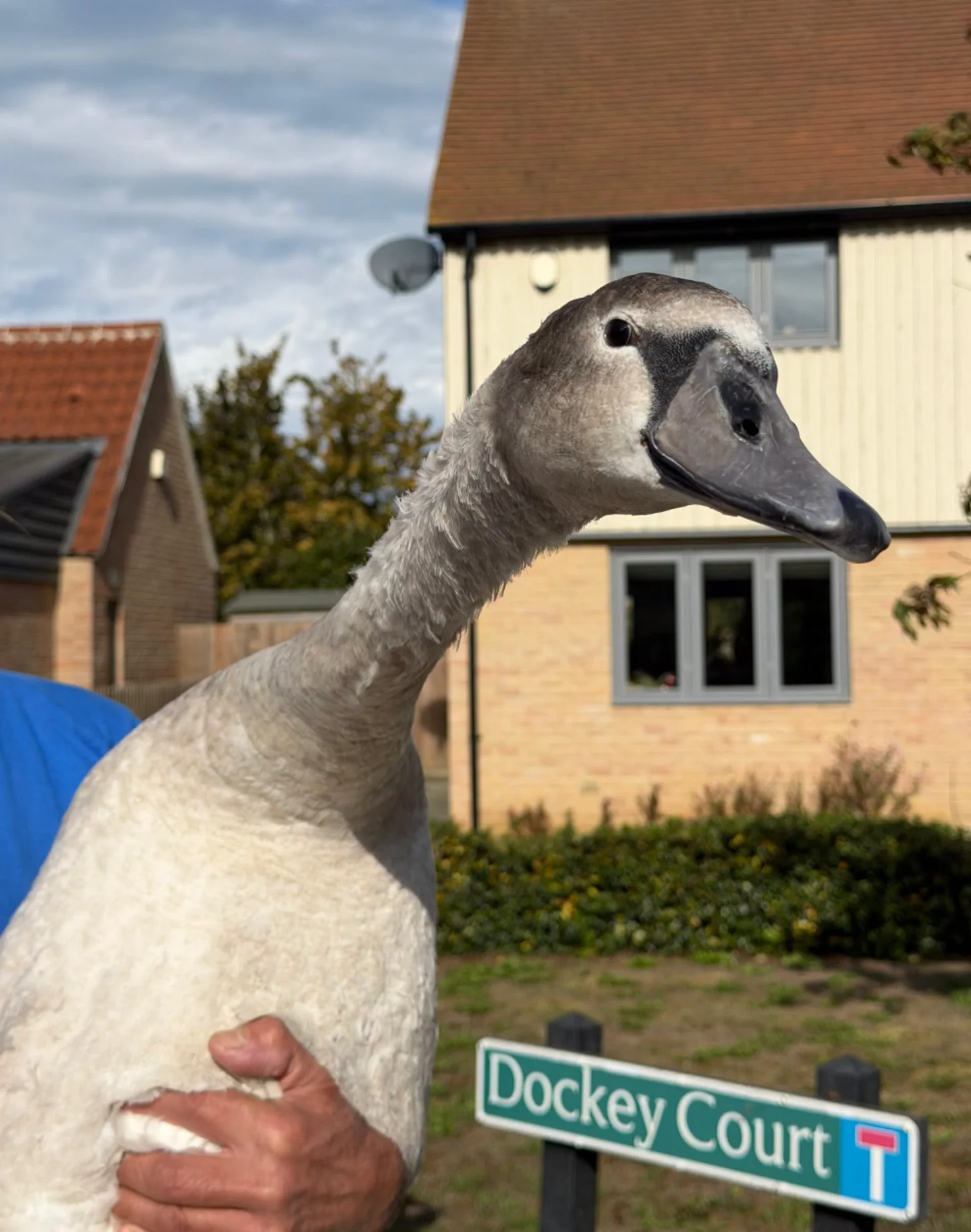 A gray waterfowl with a long neck is held in someone's hands in front of a brick house. A green street sign reading "Dockey Court" is visible in the foreground.