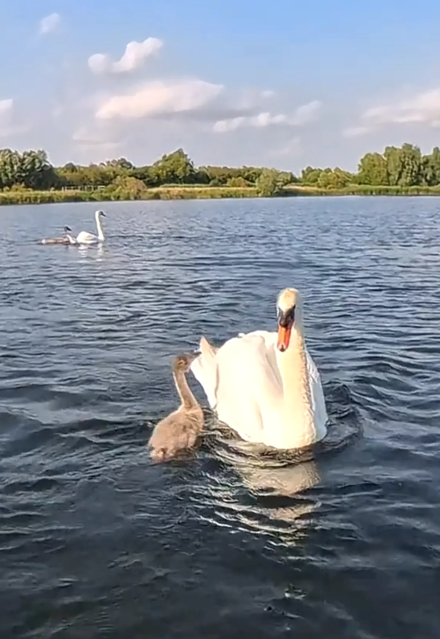 A white swan with orange and black markings on its head swims in the foreground with a brown cygnet beside it. Two additional swans are visible in the background across the water, with trees lining the far shore under a partly cloudy sky.