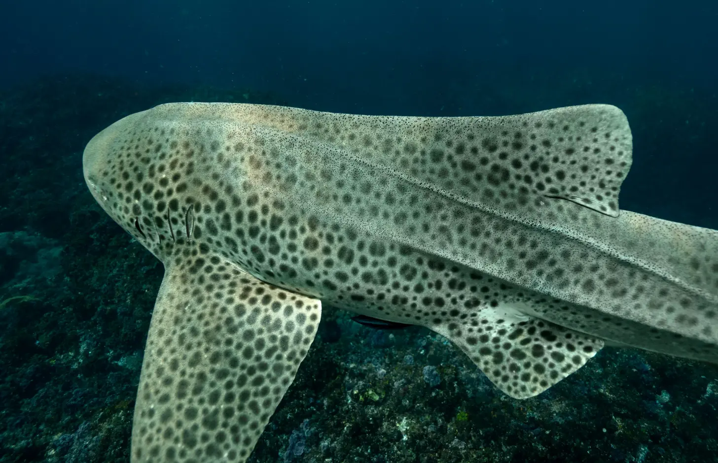 A spotted shark with a flattened body and patterned skin swims near the seafloor in dark blue water.