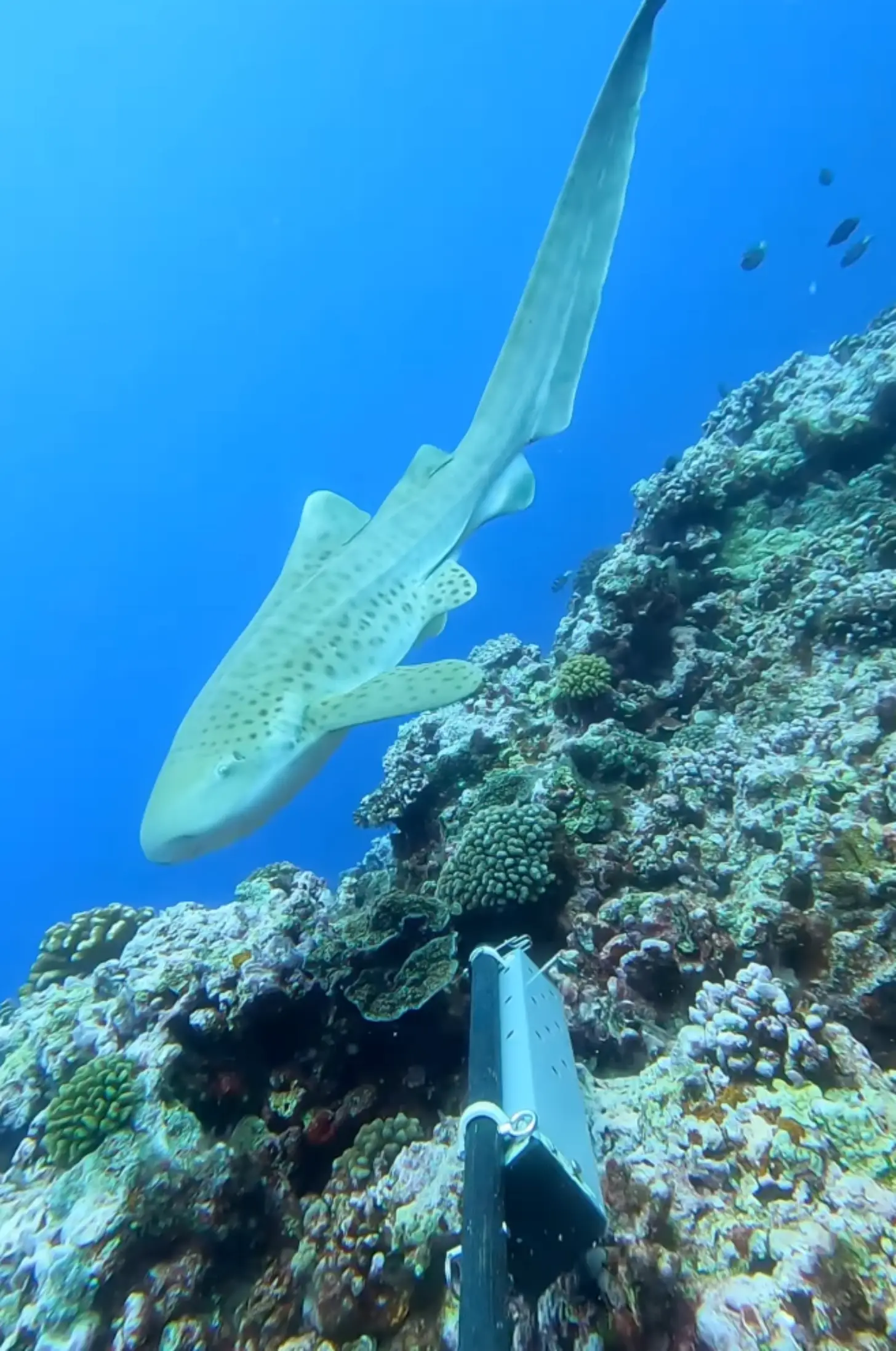 A large shark with spotted markings swims near a coral reef formation underwater, with a snorkeler's breathing tube visible in the foreground against the blue ocean.