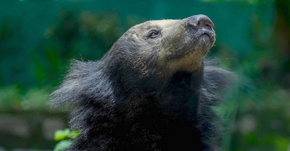 A dark-furred sloth bear with a prominent nose looks upward against a blurred green background.