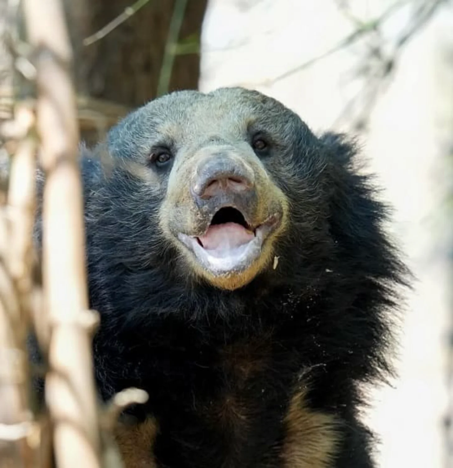 A sloth bearwith a light-colored face and chest sits among birch trees with its mouth open.