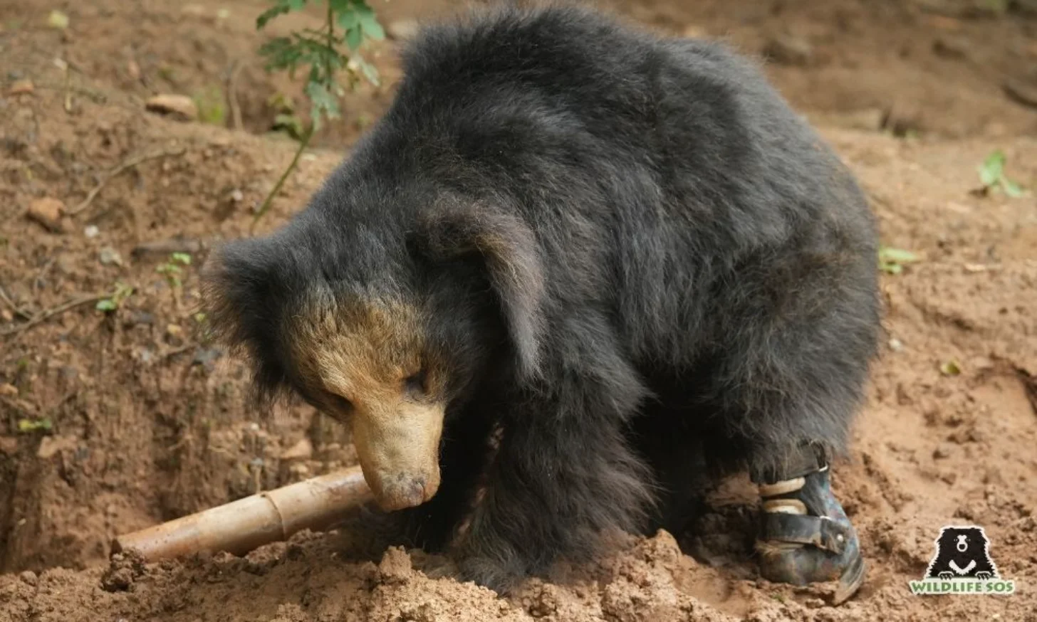 A dark-furred sloth bear with a brown snout chews on a wooden stick on sandy ground. A Wildlife SOS logo appears in the lower right corner.