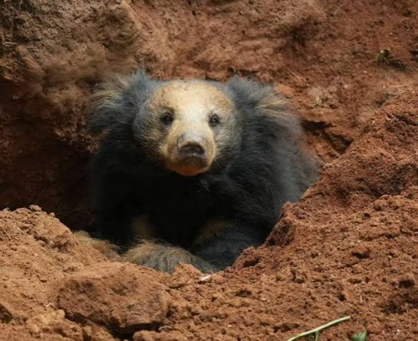 A sloth bear with dark fur and a cream-colored face peers out from a den surrounded by brown earth and rocks.