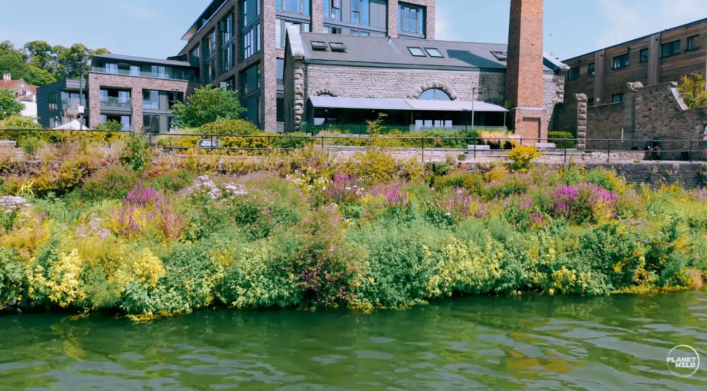 Waterside garden with flowering plants and shrubs in pink and yellow tones along a green-water canal, backed by brick buildings with modern residential apartments and converted industrial structures.