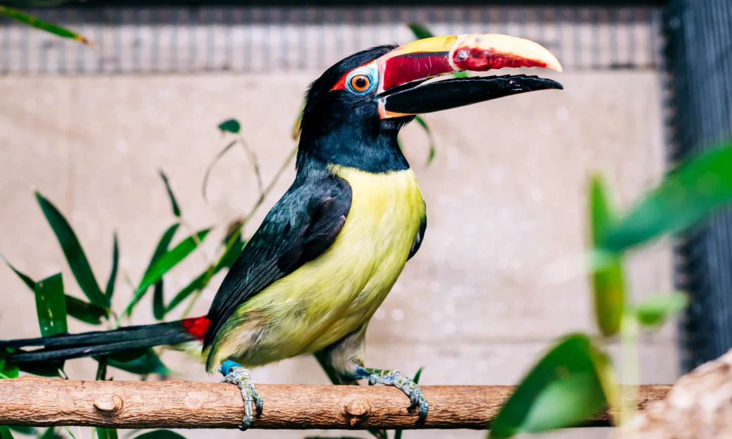 A bird with black head and wings, yellow underparts, and a distinctive large colorful beak featuring red, yellow, and black markings, perches on a branch with green foliage and blurred background.