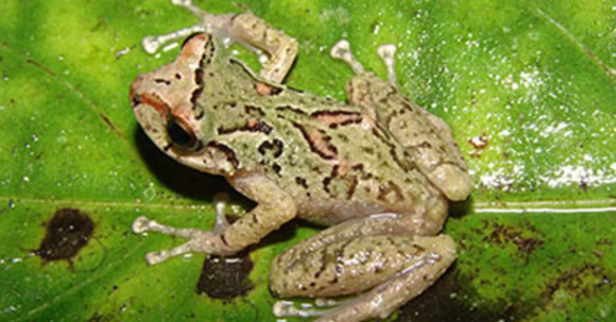 A toad with bumpy, tan and brown skin sits on a bright green leaf, viewed from above.