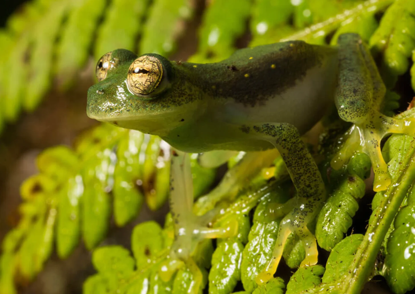 A green frog with golden eyes and pale spots perches among wet green leaves and plant stems.