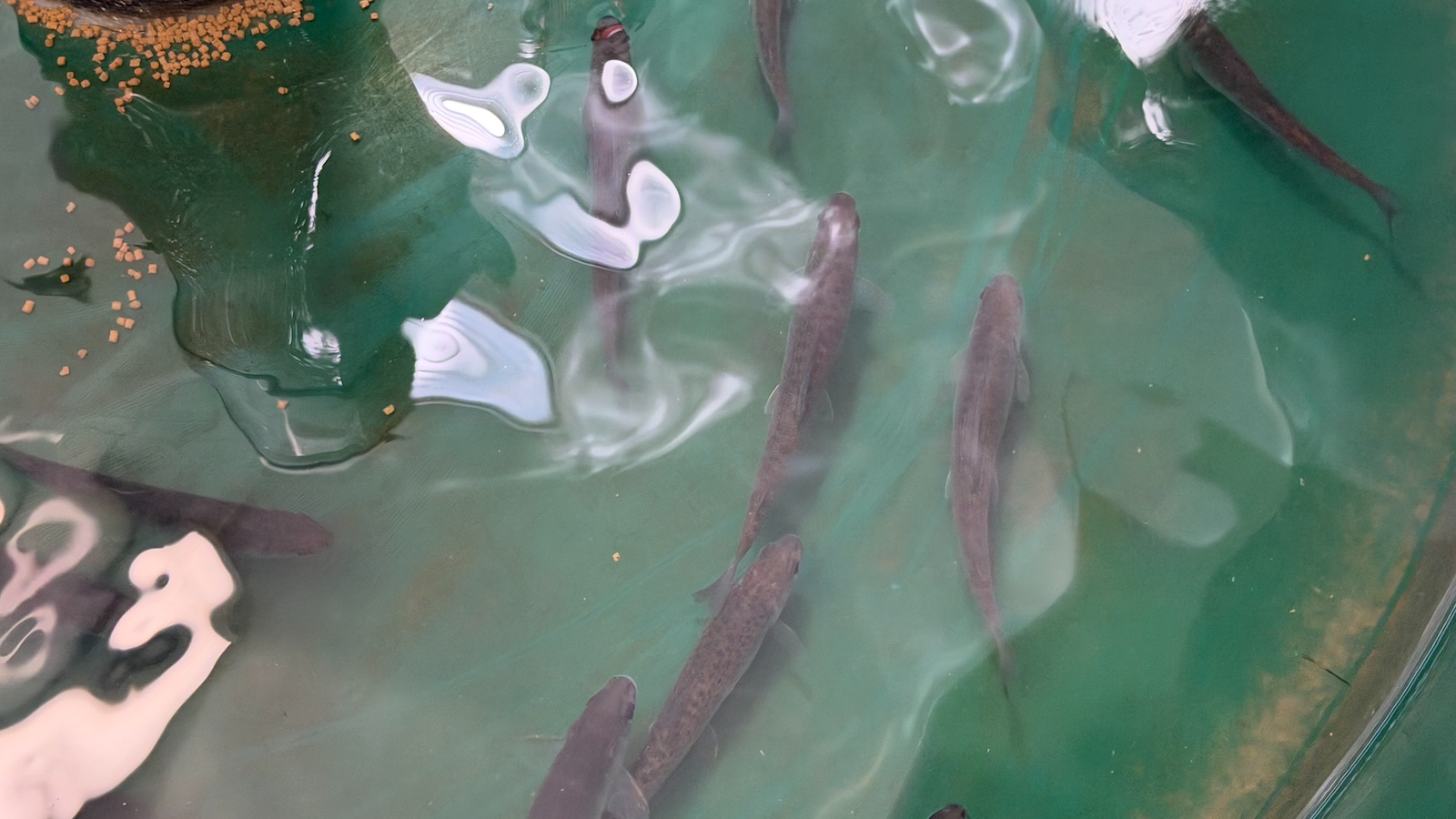 White jellyfish and dark fish swim in greenish-blue water with orange particles and wooden debris visible.