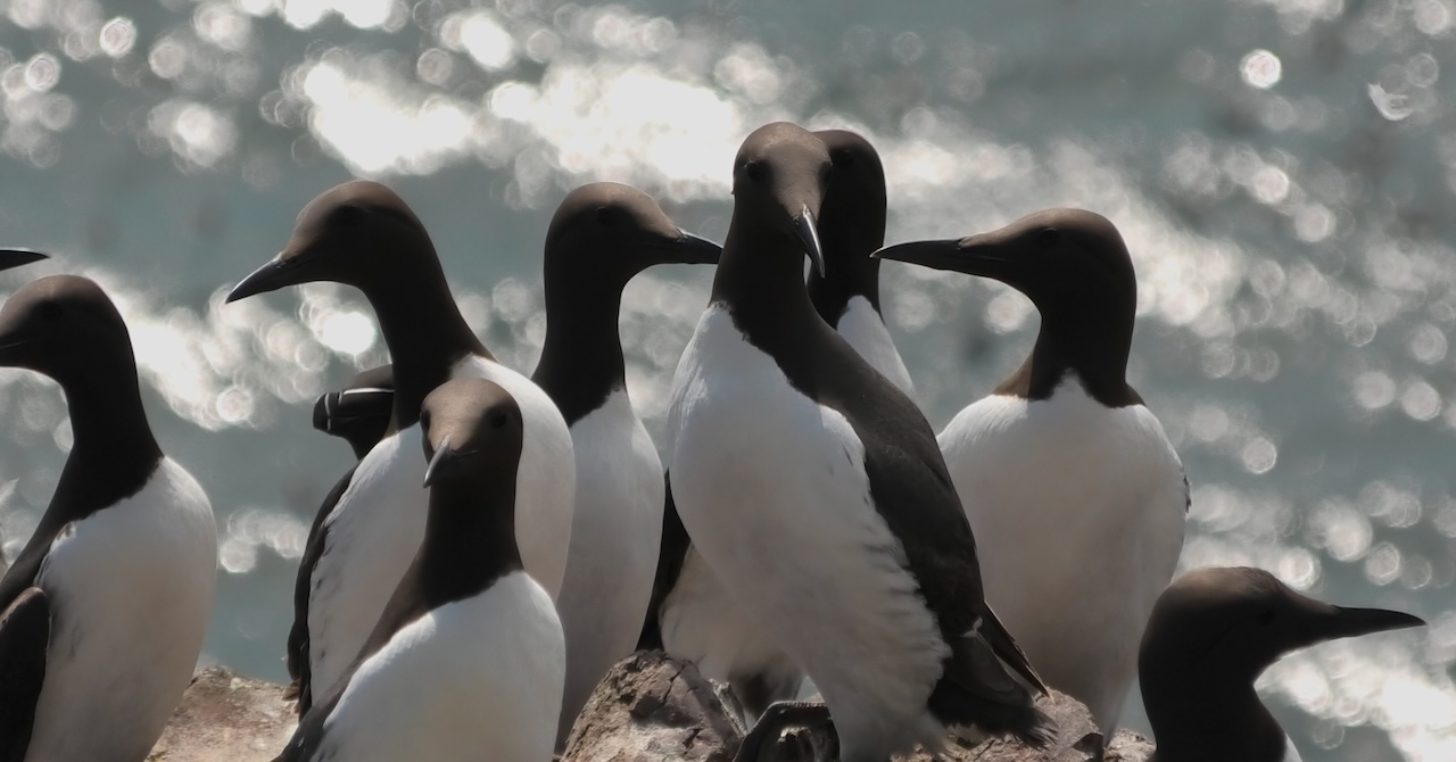 A group of seabirds with black and white plumage perched on a rocky surface against a sparkling water background.