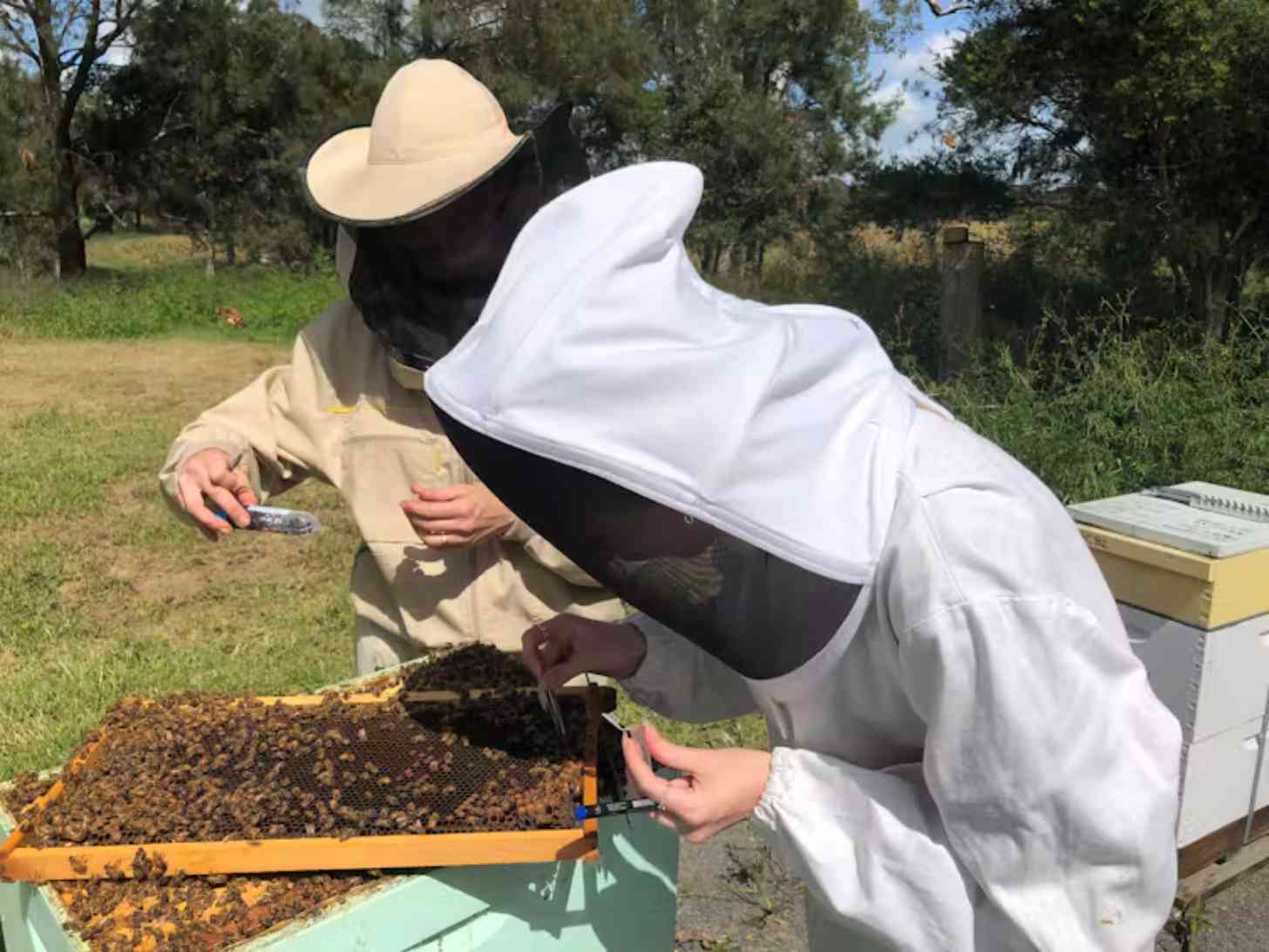 Two beekeepers in protective suits examine a frame of honeycomb covered with bees from a hive in an outdoor garden setting.