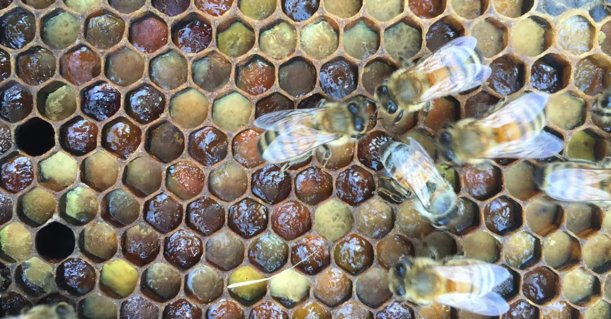 Honeybees work on a honeycomb filled with varying amounts of honey and pollen in shades of brown, yellow, and tan.
