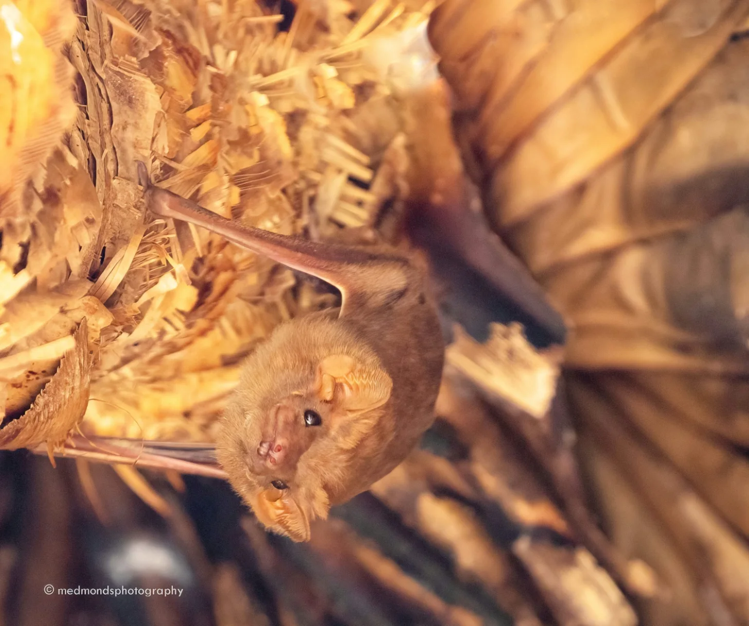 A small brown bat hangs upside down among dried leaves and branches, its face visible with open eyes and visible facial features.