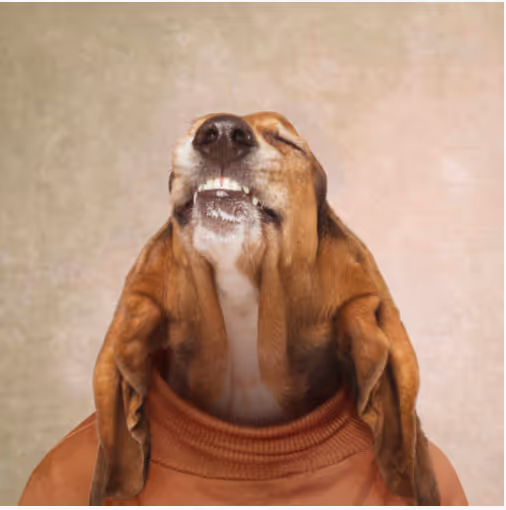 Follow Us on Social Media Pearly Bites Veterinary