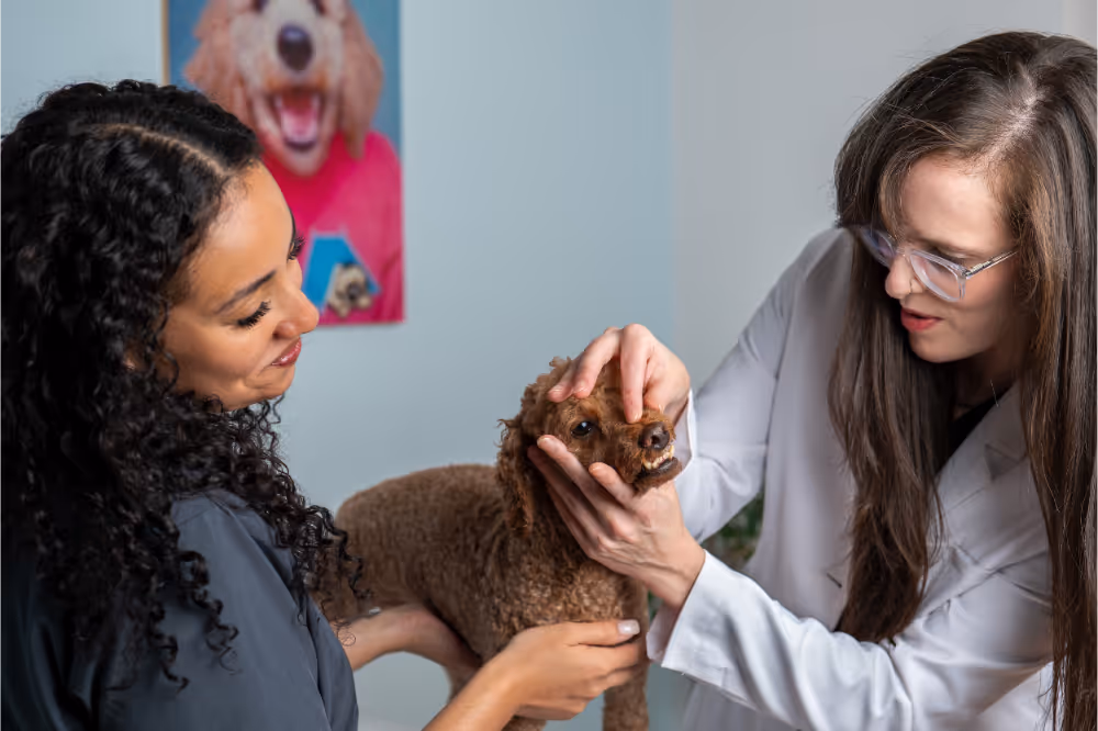 dental doctors are highly skilled and passionate about the work