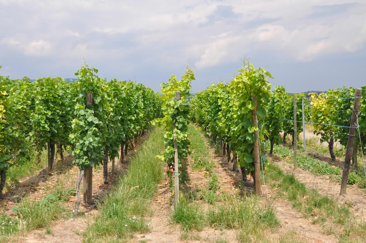 Bilete av matrett / Image og food dish.