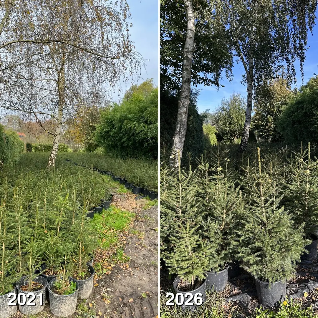 Links kleine sparrenstekjes in potten langs een pad in 2021, rechts dezelfde soort sparren in 2026, nu ruim een meter hoog.