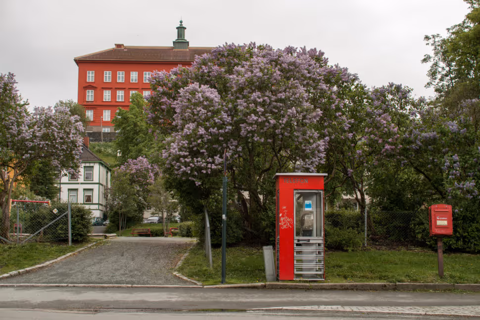 Verdens bokdag: Lesestund i Thornæsparken