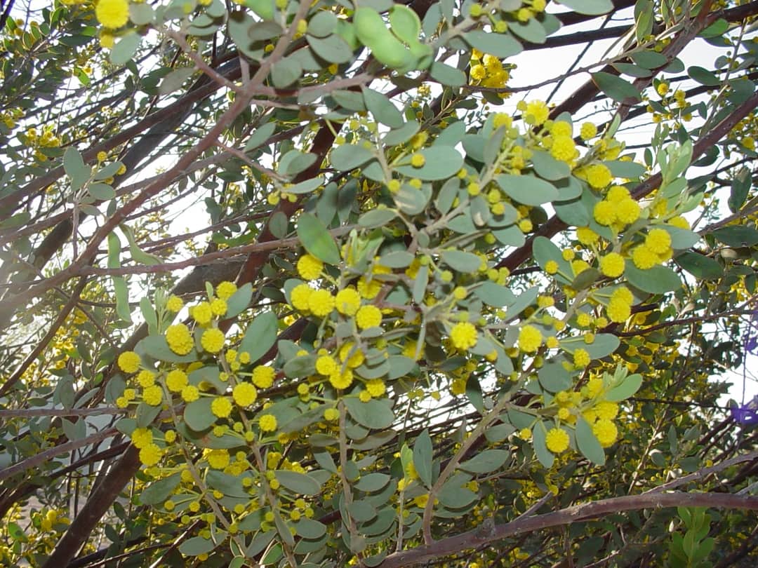 Acacia brachybotrya  (Grey Mulga)