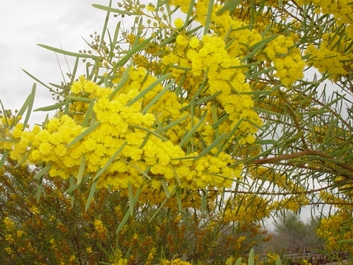Acacia notabilis (Notable Wattle)