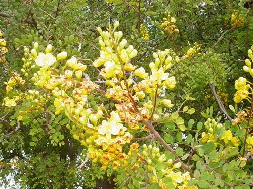 Caesalpinia cacalaco (Cascalote)