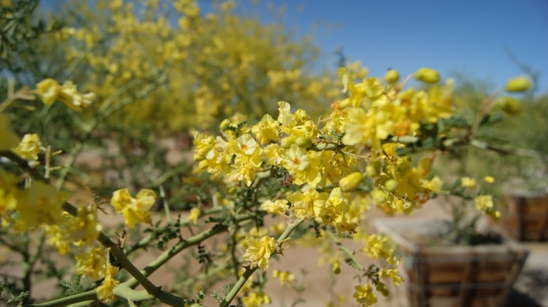 Cercidium microphyllum (Parkinsonia microphyllum) Foothill Palo Verde