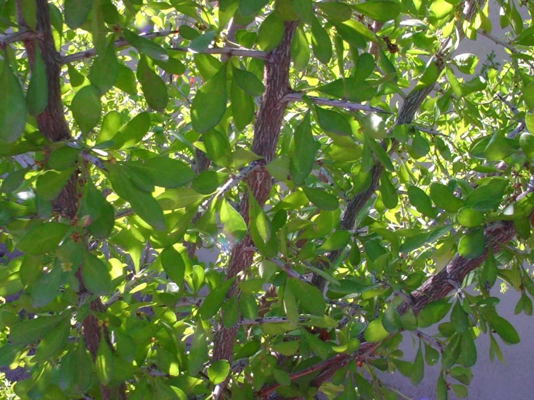 Condalia hookeri (Brasil)