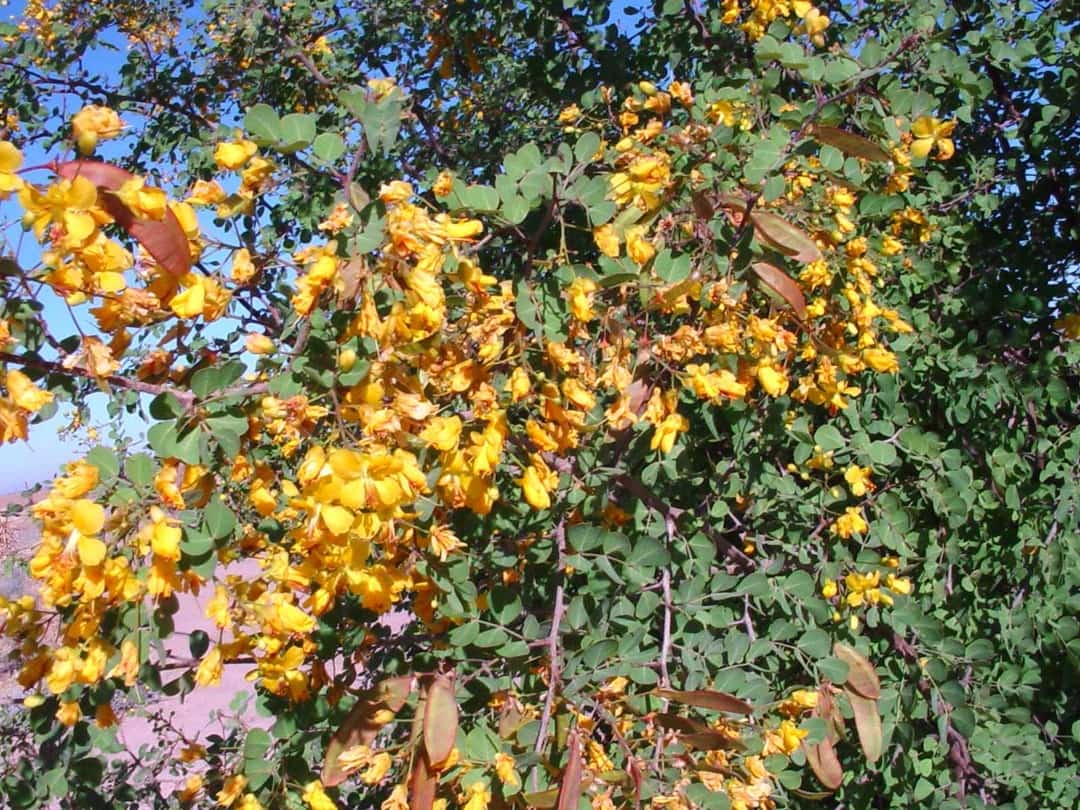 Haematoxylum brasiletto (Brazilwood)