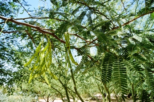 Prosopis velutina 'AZT' ('AZT' Native Mesquite)