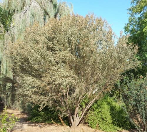 Acacia craspedocarpa (Leather Leaf Acacia)
