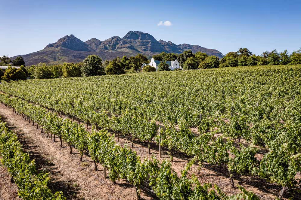Lush vineyard with rows of grapevines, white buildings, and mountain backdrop