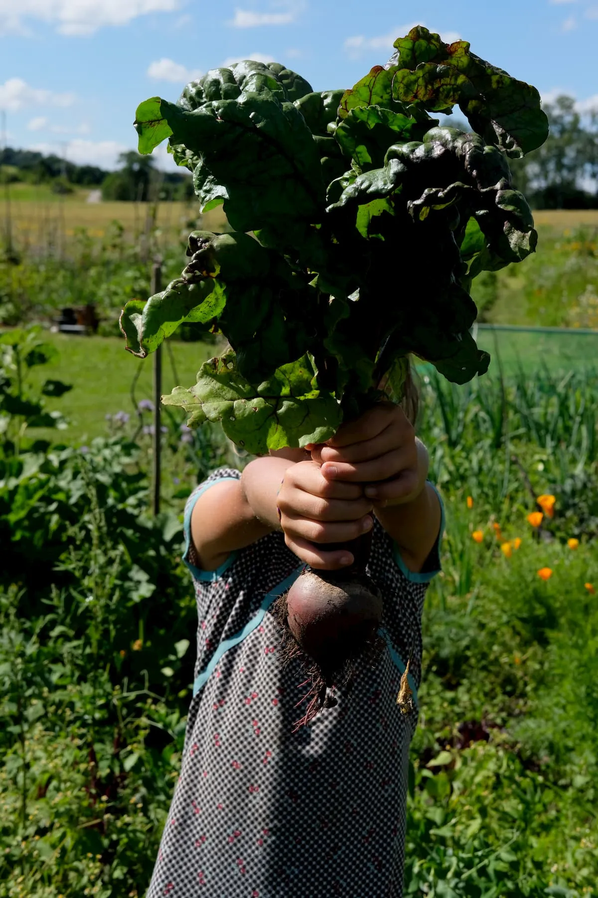 Frisch geerntete Rote Beete in Grafing