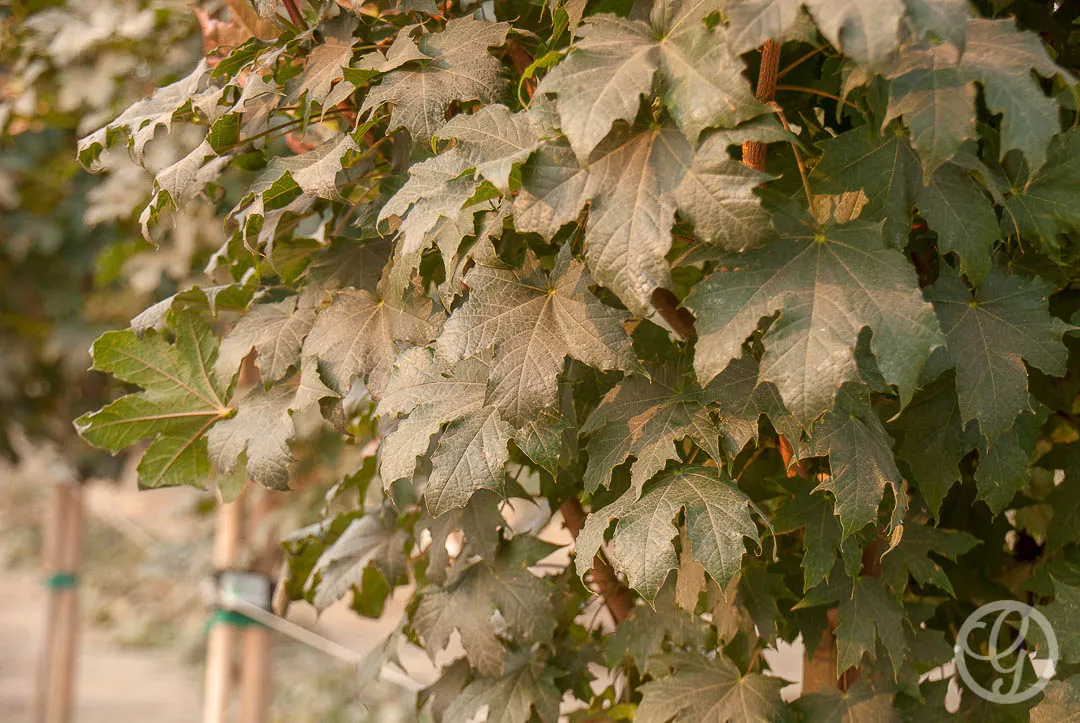 Conquest Norway Maple Tree | Garden Gate Nursery
