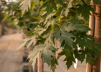 Acer x freemanii / Freeman Maple Trees | Tree Catalog | Garden Gate Trees