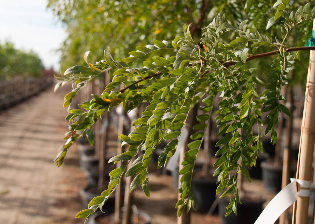 Tree Planting & Care Guide
