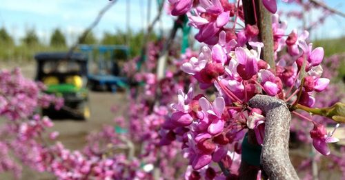 🌳 Awesome Small Trees: ~20 Feet and Under