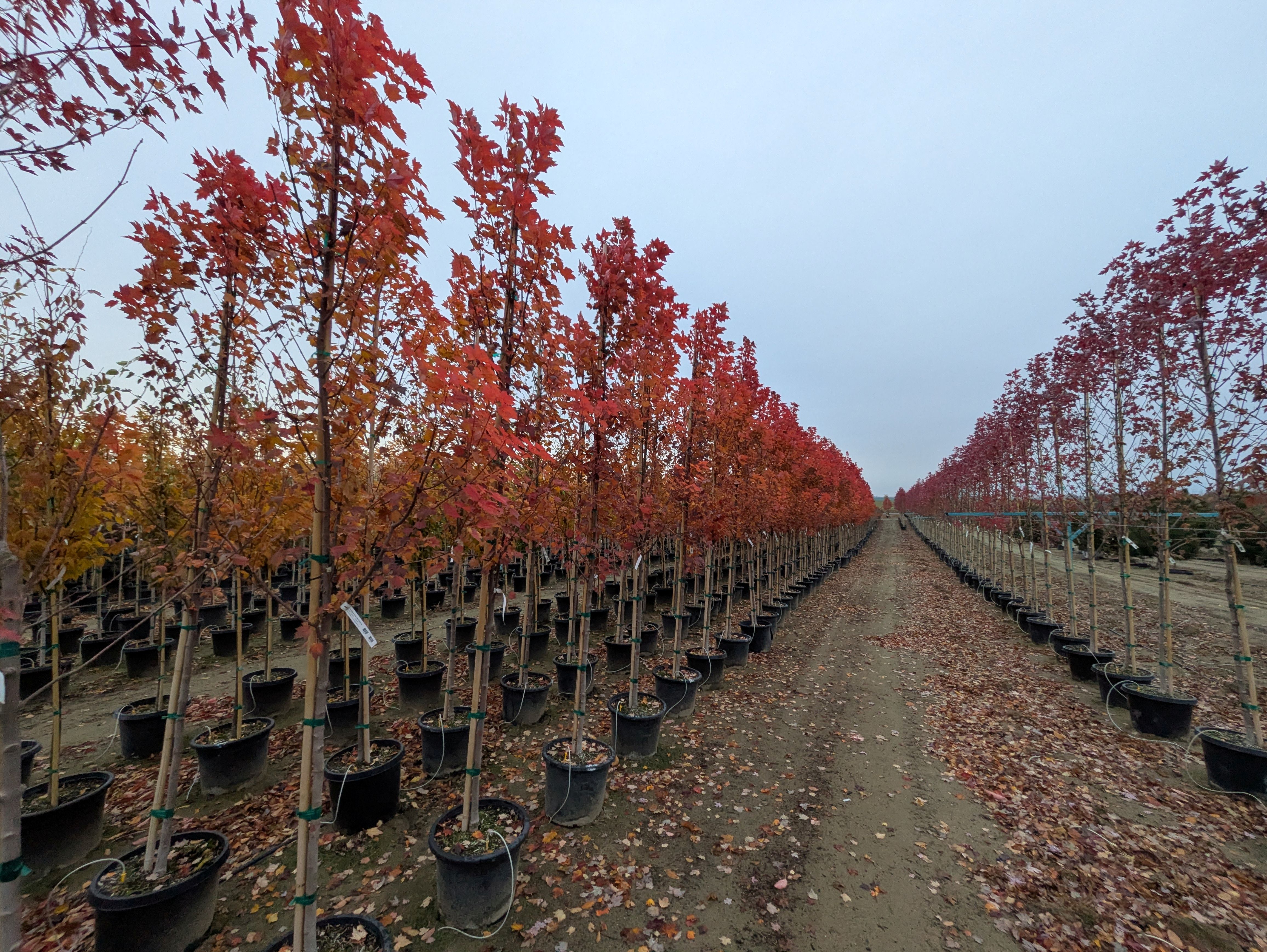 Give the Gift of Growth this Christmas 🌲