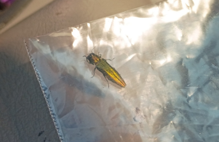 Emerald Ash Borer in Washington State.