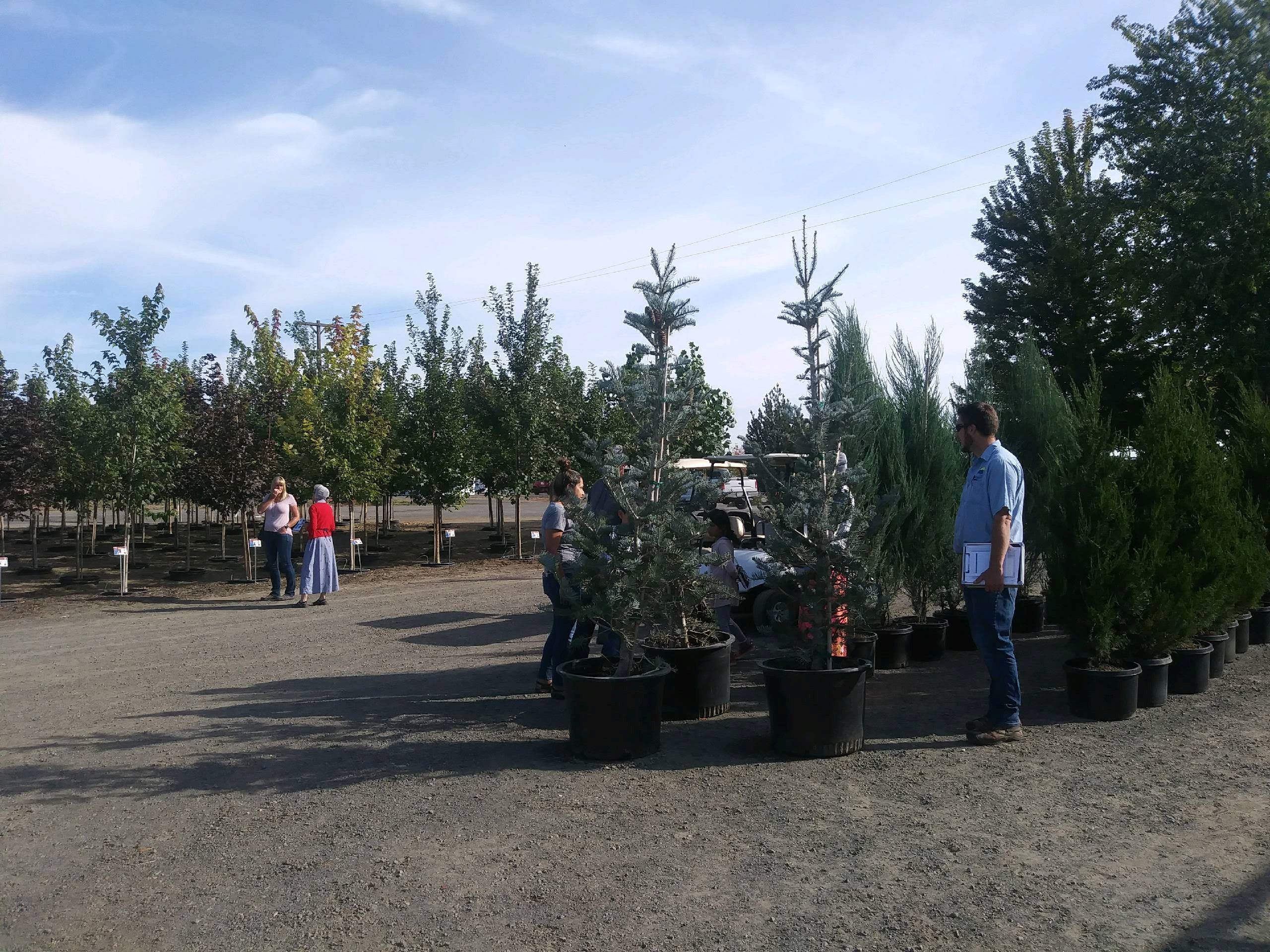 Flowers of the June Snow Dogwood
