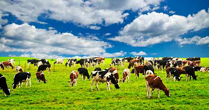 APHIS Core Transition To ACE