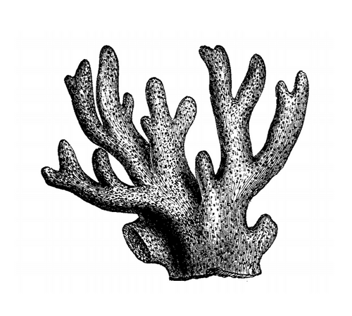 Coral black and white