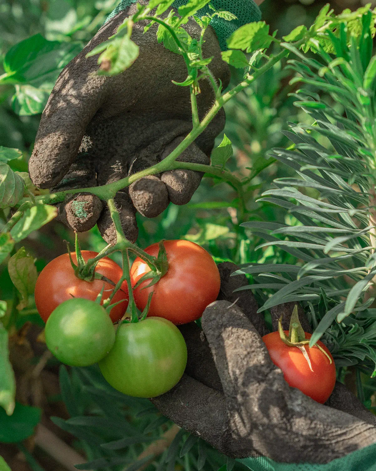 Leon gardening at home